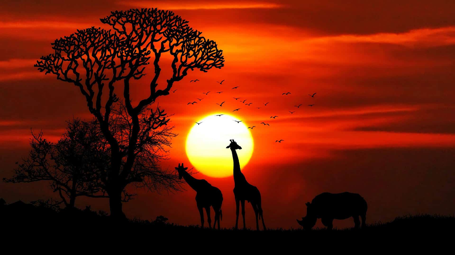 africa-free-img